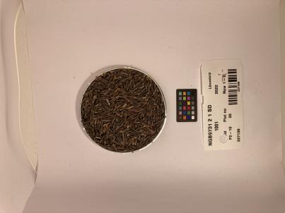 Click for 1 image(s) for this accession. SEED